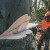 MS 66 C-M Stihl ,.jpg