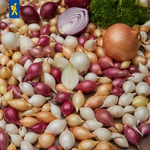 Zimowa cebula Trio-Mix, 50 szt. Allium cepa
