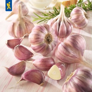 Czosnek zimowy Germidour - fioletowy, 3 szt.