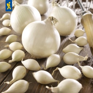 Cebula zimowa Snowball - biała, 50 szt. Allium cepa