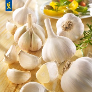 Czosnek zimowy Messidrome - biały, 3 szt. Allium sativum